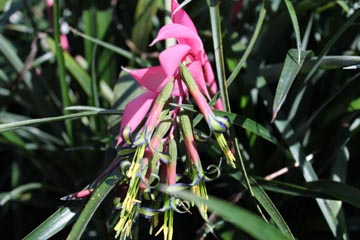 CHN - Plants - Billbergia nutans CHN - Plants - Billbergia nutans